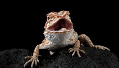 A small bearded dragon making noise