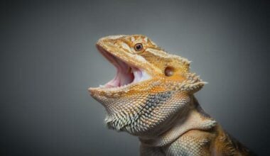 A bearded dragon that has been cured of mouth rot