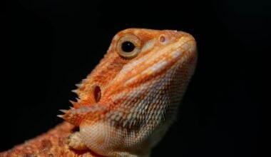An adult bearded dragon that no longer has mites