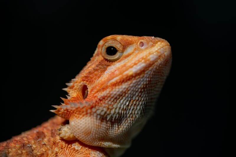 Bearded Dragon Mites Symptoms & How To Get Rid Of Them