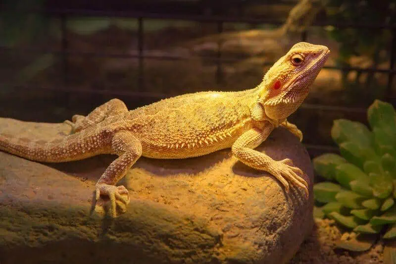 A bearded dragon that has temporarily gone without heat