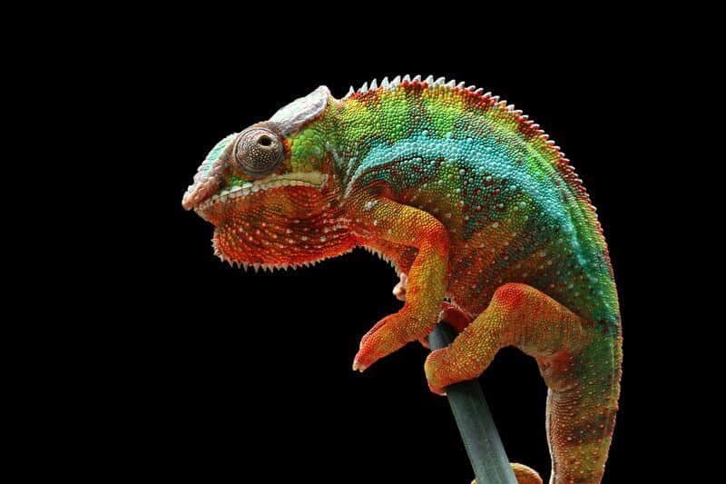 A healthy chameleon that is no longer dying