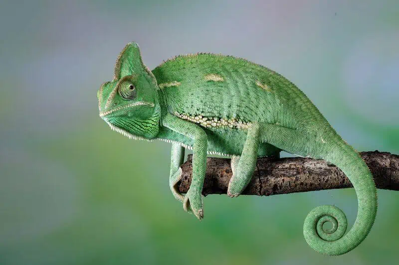 Pet chameleon resting on a branch