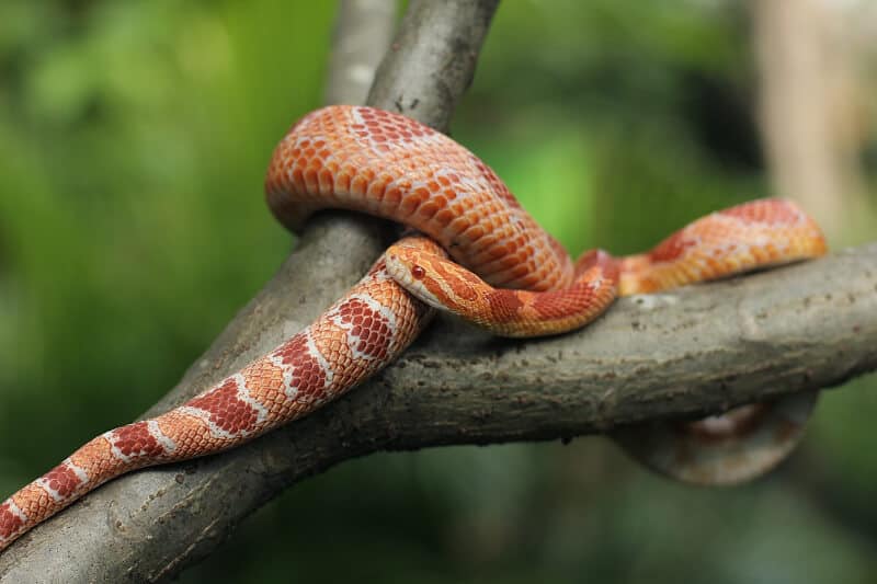 Corn Snake Bites Do They Hurt & What Should You Do?