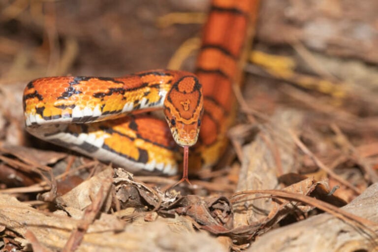 Corn Snake Bites Do They Hurt & What Should You Do?