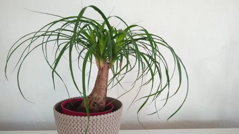 A safe plant for bearded dragons called the ponytail palm