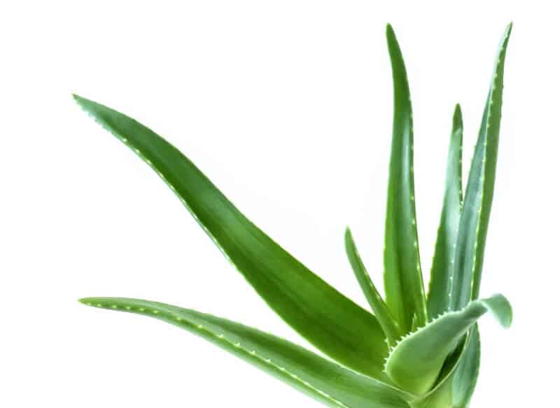 A small Aloe plant