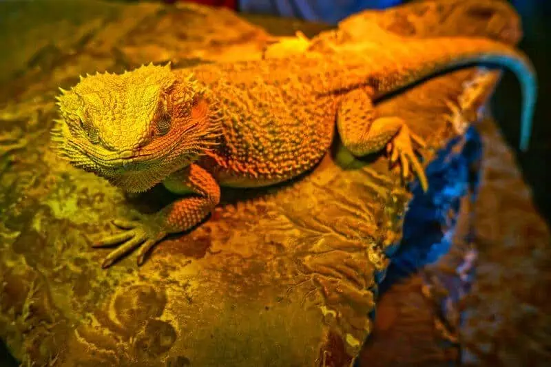 A warm bearded dragon