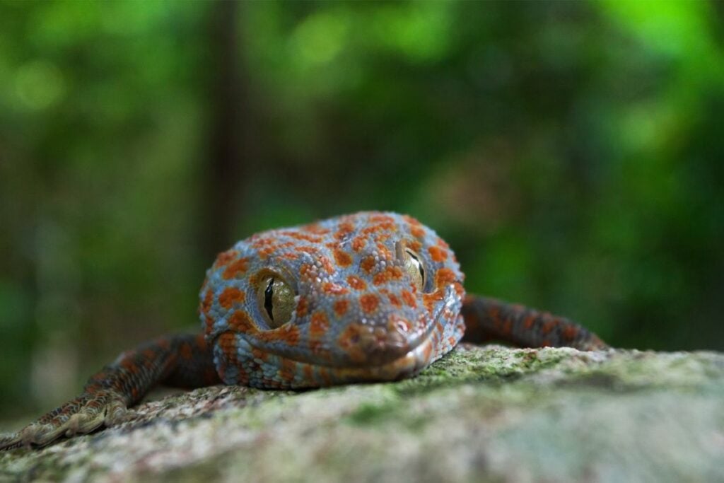 15 Types Of Geckos In Florida