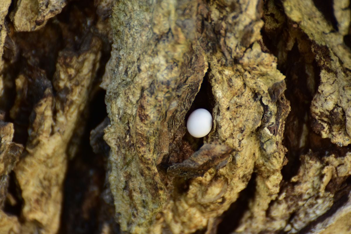What Do Gecko Eggs Look Like? A Guide To Their Color, Size, And More