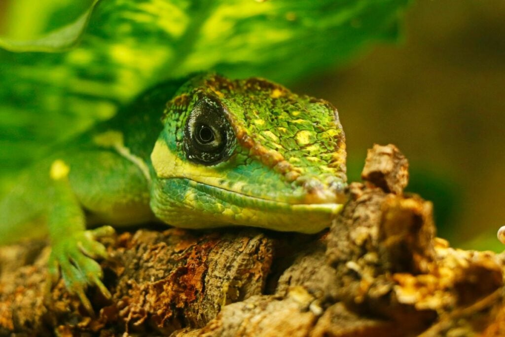 Cuban Knight Anole Care Sheet: The Complete Guide