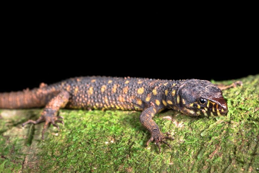 Yellow Spotted Tropical Night Lizard