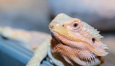 A bearded dragon that is no longer shaking
