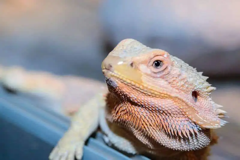 A bearded dragon that is no longer shaking