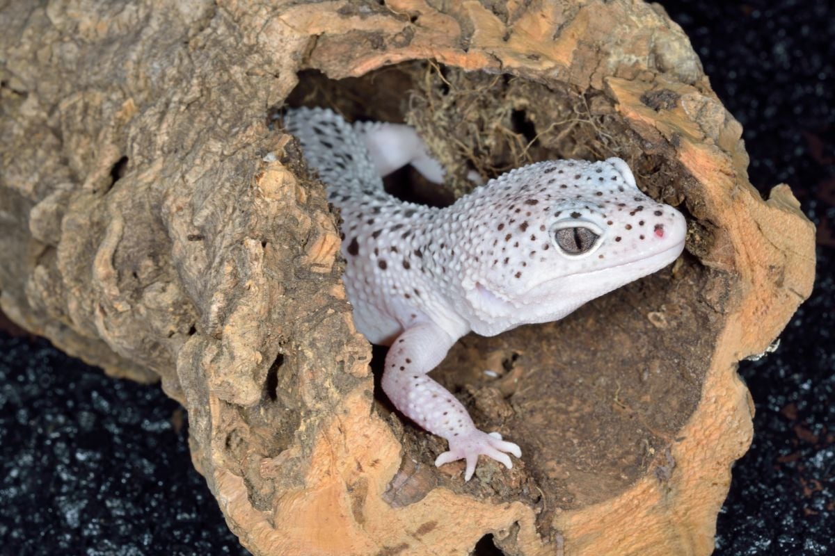 Are Geckos Lizards?