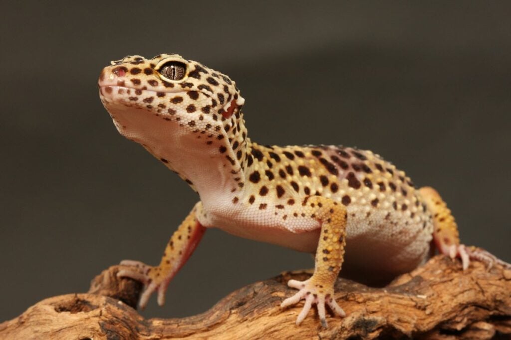 Do Geckos Bite