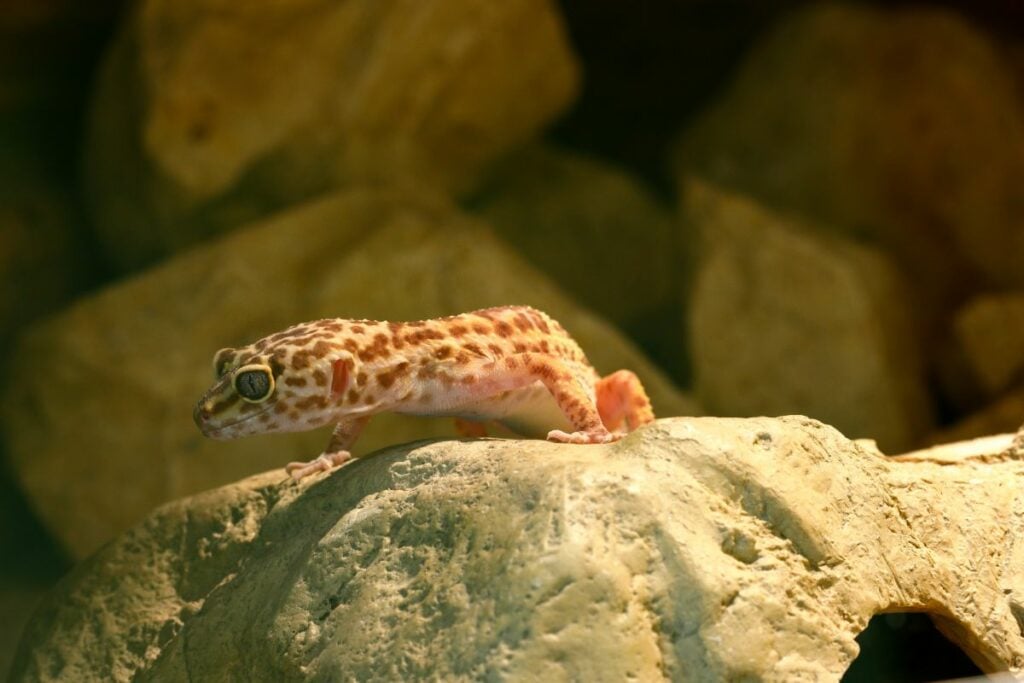 Do Leopard Geckos Need UVB?