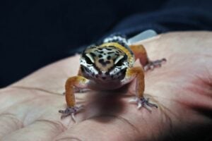 Are Leopard Geckos Nocturnal?