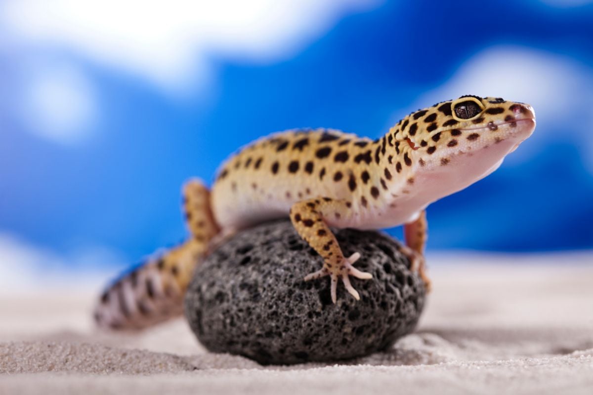 How Big Do Leopard Geckos Get