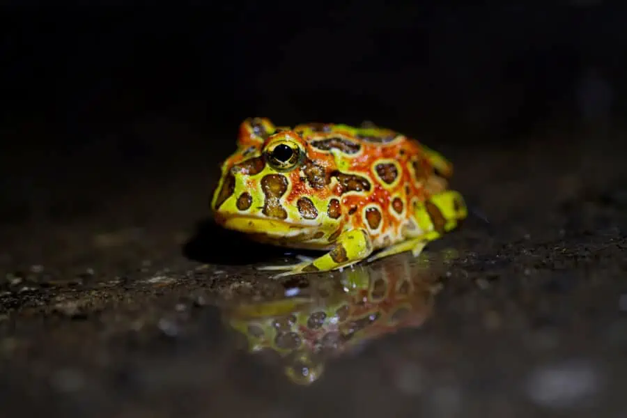An adult pacman frog