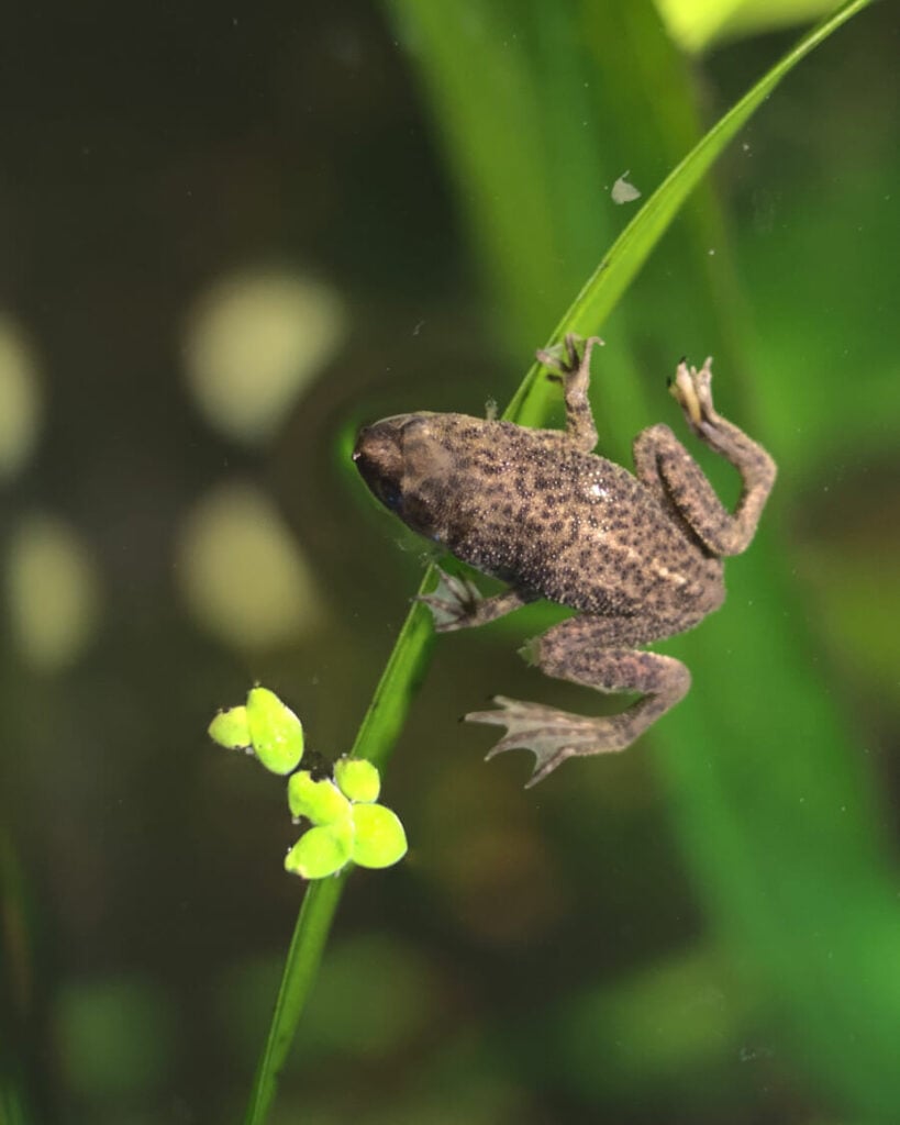An African dwarf frog swimming