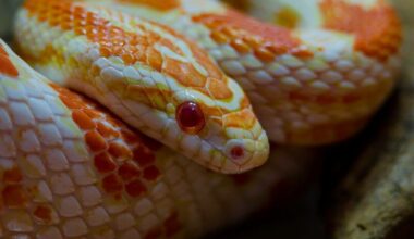 A full grown albino corn snake inside an enclosure