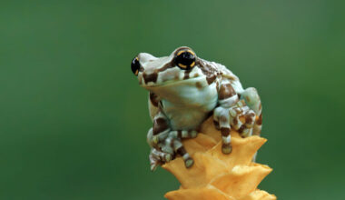 One of the best pet frogs named the Amazon milk frog