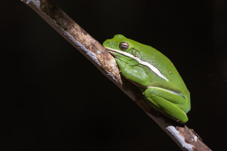 A sleeping American green tree frog