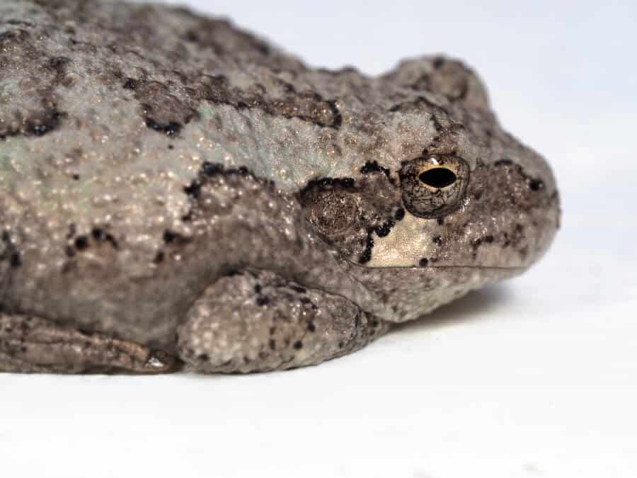 A gray tree frog resting