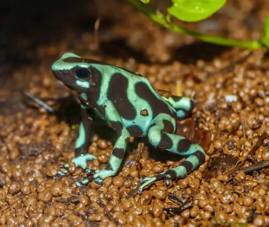 A pet green and black dart frog