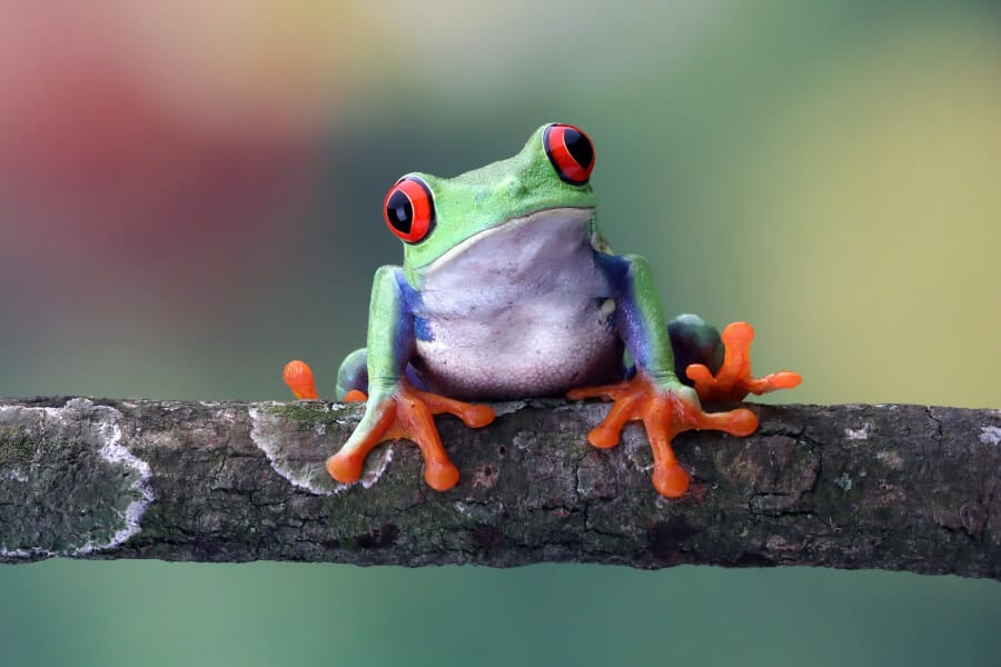 A pet red-eyed tree frog on a branch