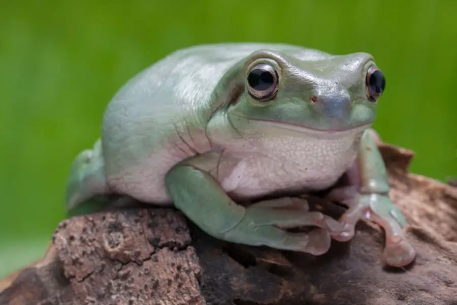 Pet White's tree frog on a log