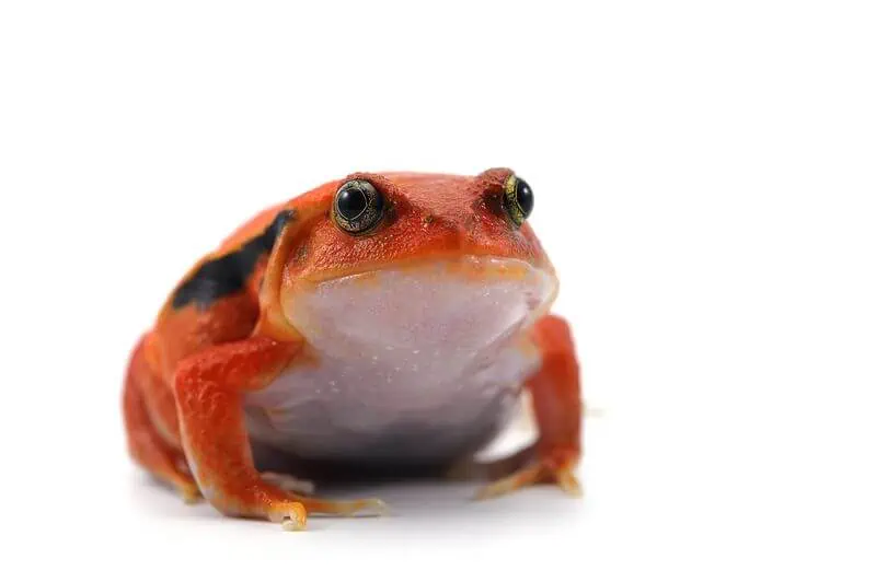 A tomato frog looking for food