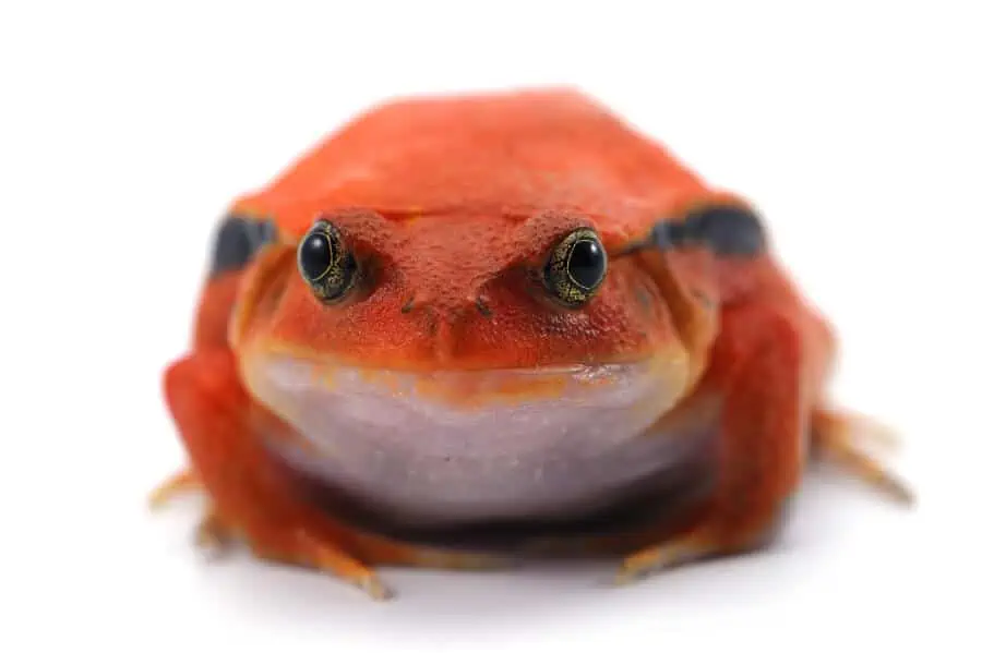 A pet tomato frog