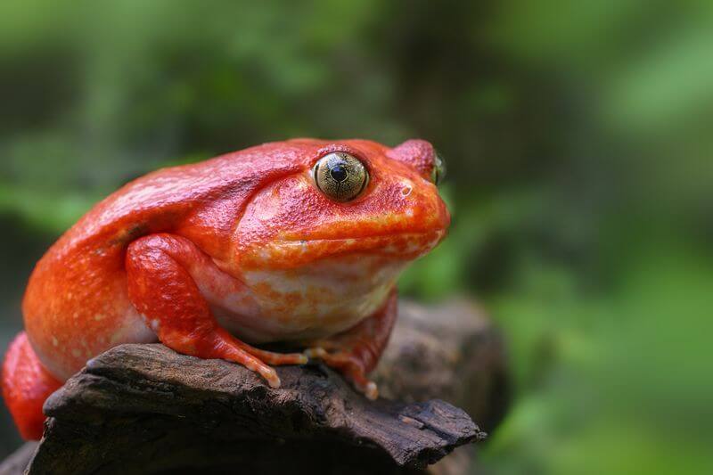 Tomato frog on a log