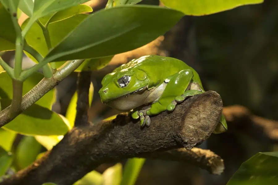 A waxy monkey frog on a branch