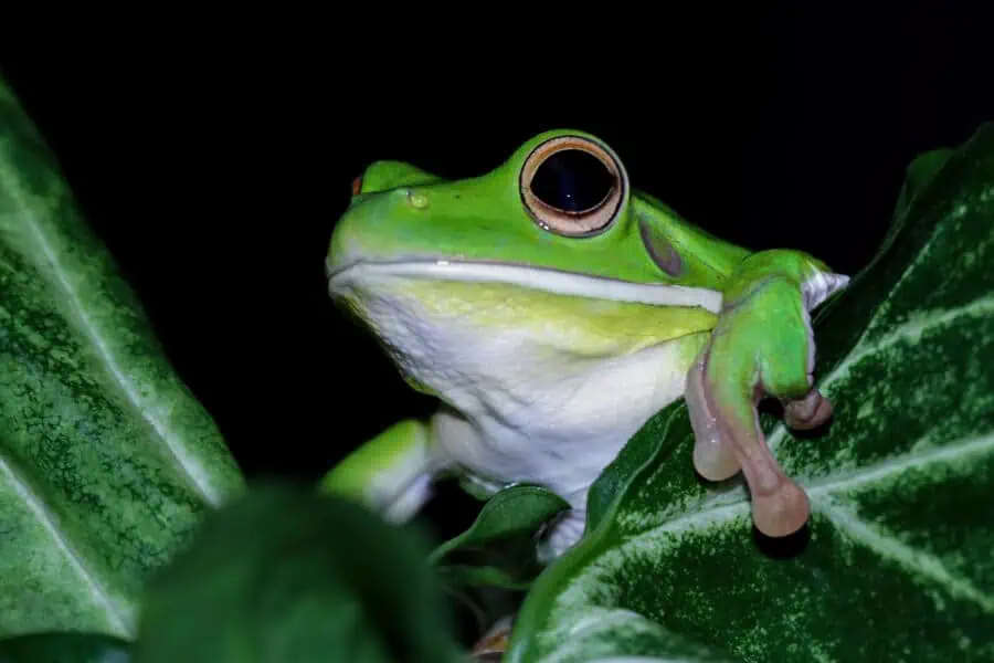 A white lipped tree frog being kept as a pet