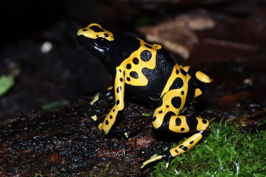 A yellow-banded poison dart frog