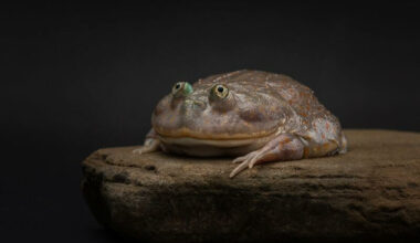 An adult Budgett's frog
