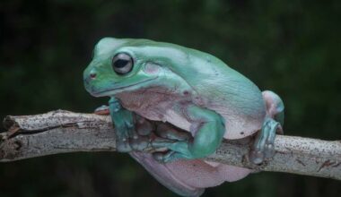 A White's tree frog sitting on a branch
