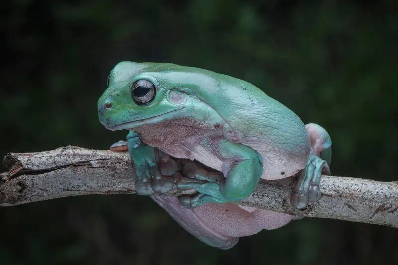 A White's tree frog sitting on a branch