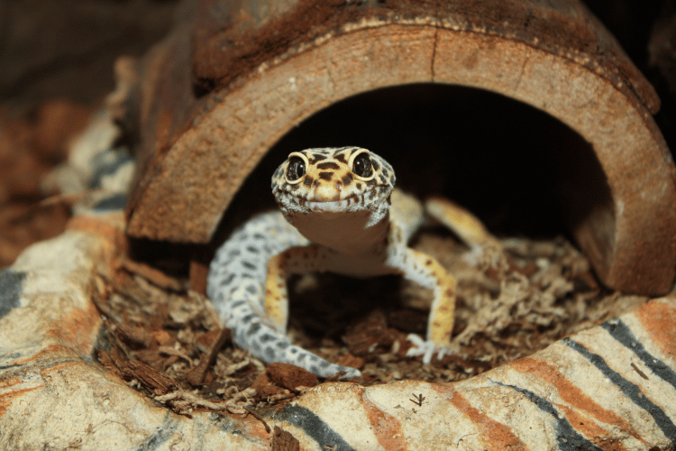 A leopard gecko lizard under a wooden branch