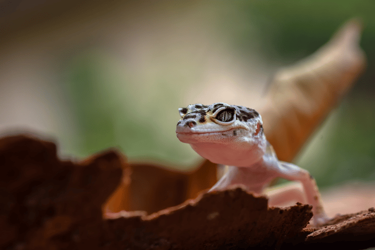 Baby Leopard gecko explore