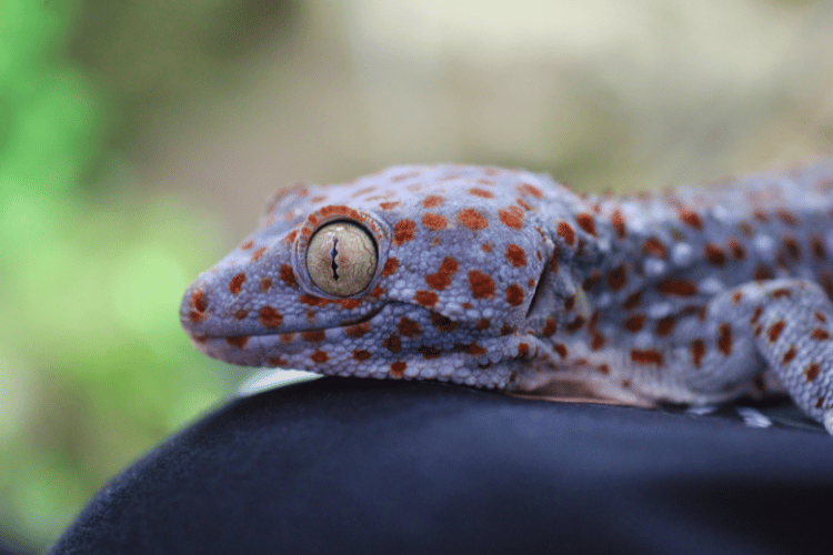 Close-up of a Tokay gecko
