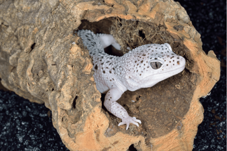 Close-up of a white and brown spotted leopard gecko