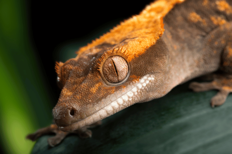 Close-up of crested gecko eye and facial features