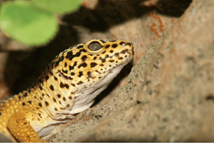 Close-up of leopard gecko climbing the rock