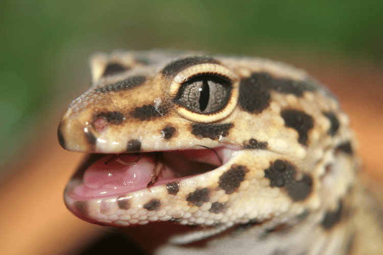 Close-up of leopard gecko face