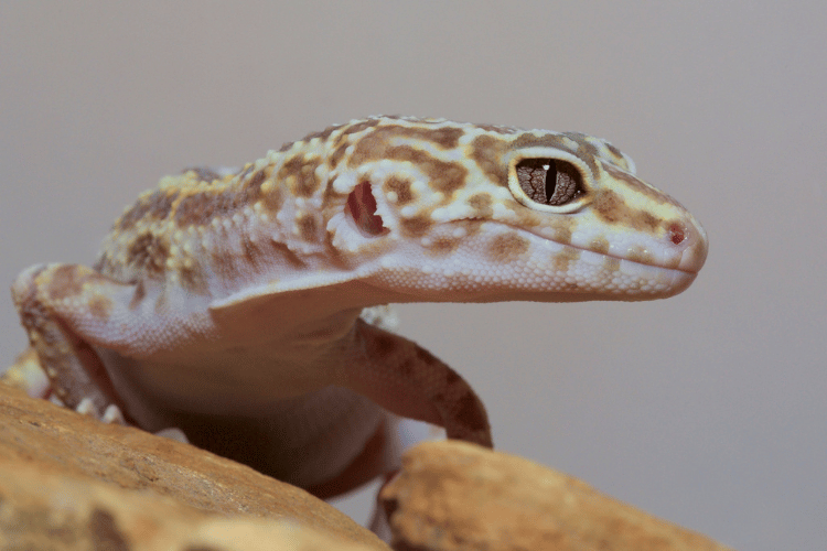 Close-up of leopard gecko