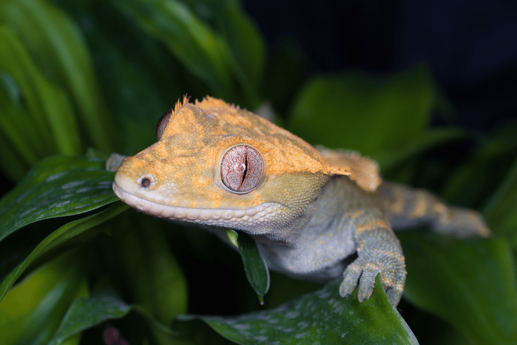 Closeup of cute crested gecko